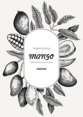Fruit design template. Realistic mango hand-drawn vector illustration. Exotic fruit, mango tree branches, leaves sketches. Vintage frame, label, banner, packaging, print. Summer design element